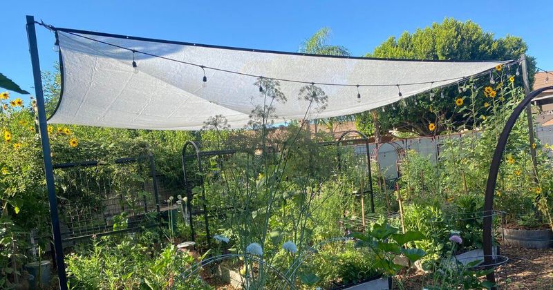 Provide Temporary Shade For Sensitive Plants