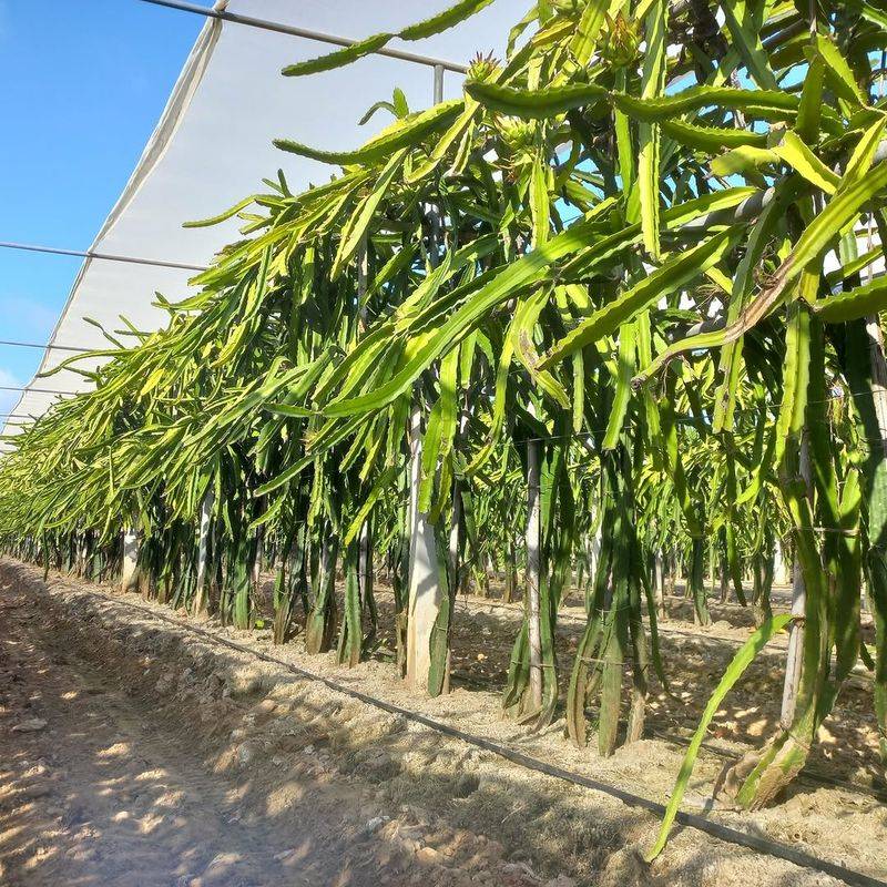 Train A Strong Main Stem For Better Structure And Faster Growth