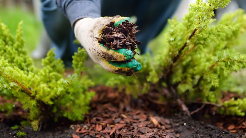 Refresh Mulch To Help Soil Hold Spring Moisture