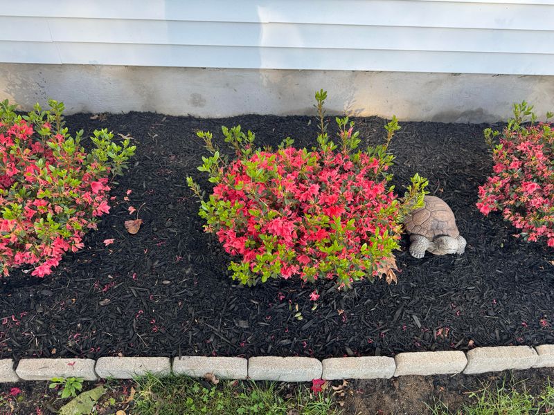 Watch For Bud Problems