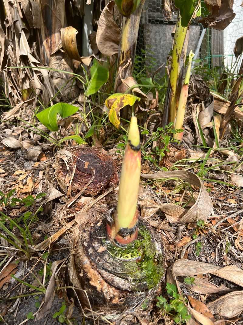 Cut Back Old Stems That Have Already Produced Fruit