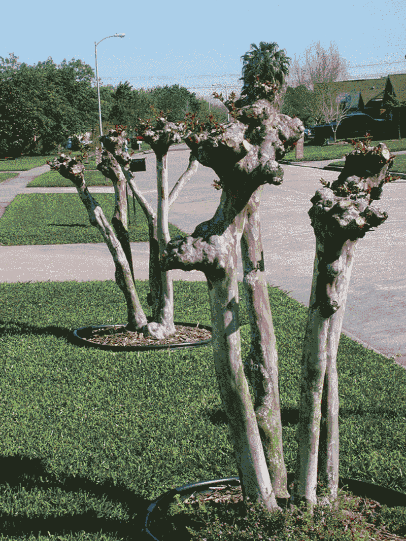 Heavy Cutting In Spring Leads To Weak And Uneven Growth