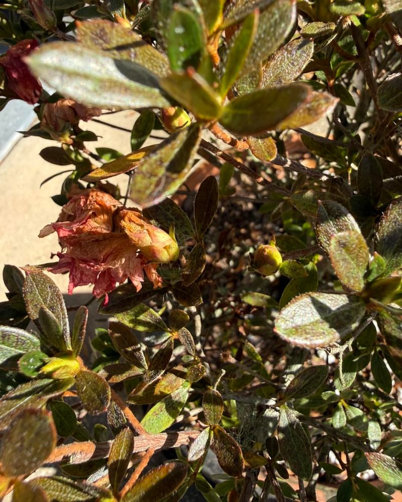Taking Off Spent Blooms Keeps Plants Looking Neat