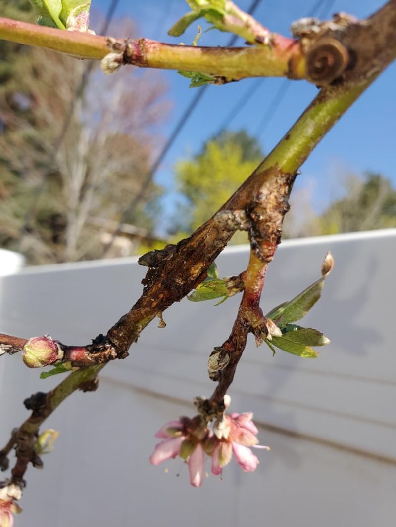 Leaving Clusters Causes Branch Stress And Breakage Risk