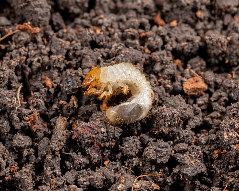 Milky Spore Is Not A Reliable Quick Fix In Michigan