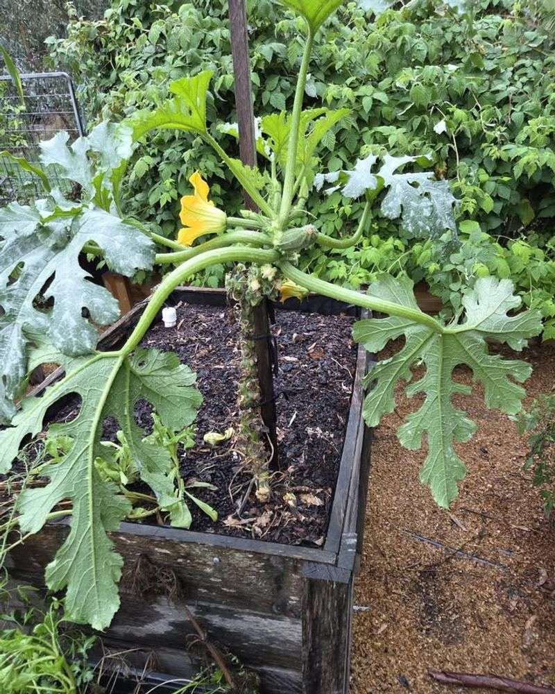 Watering At The Base Of Your Plants Keeps Leaves Drier And Safer