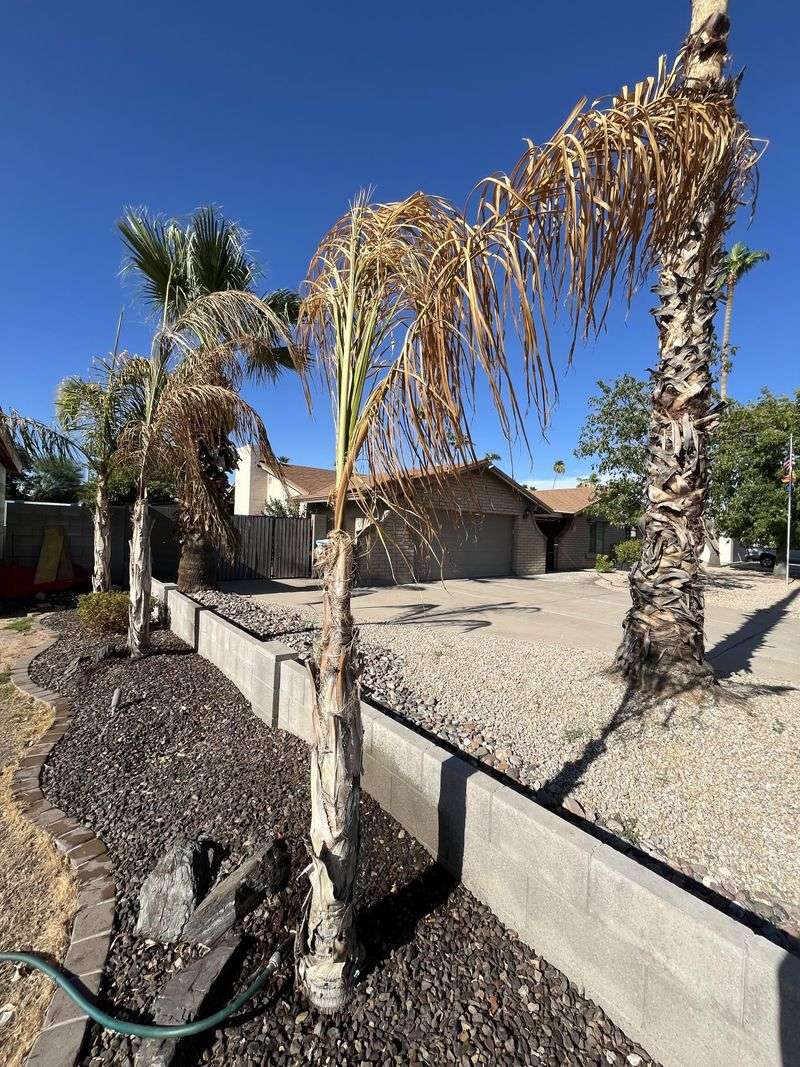 One Bad Pruning Habit Can Stress Palms Before Summer