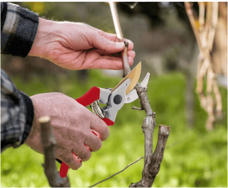 Clean, Careful Cuts Help Shrubs Recover Faster