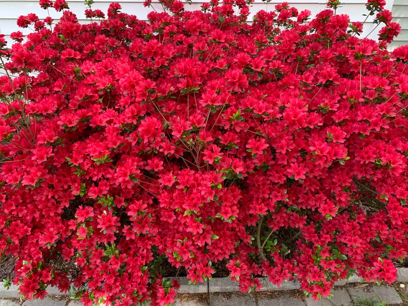 This Simple Cleanup Helps Maintain A Fuller Appearance