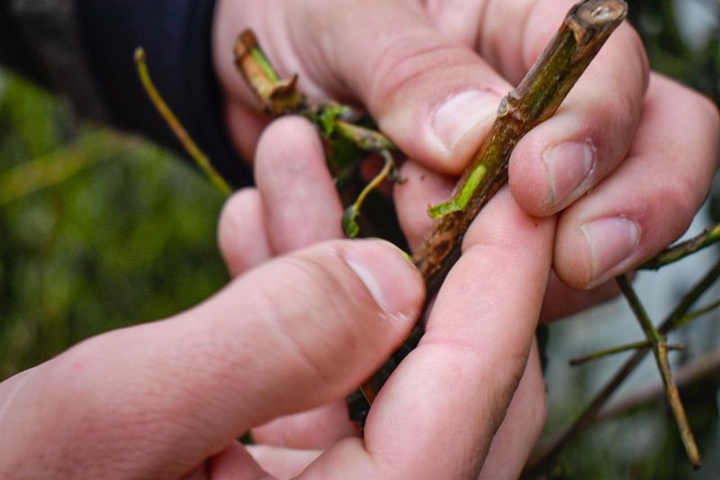 Panicking And Pulling Out Plants That Look Gone