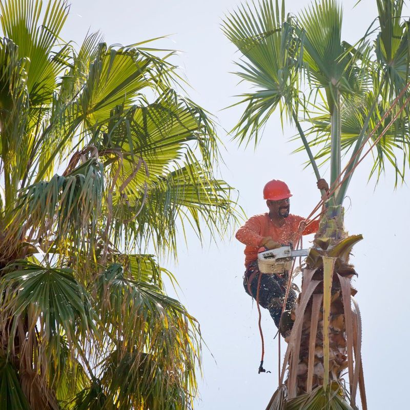 Pruning Palms Instead Of Removing Only Old Fronds