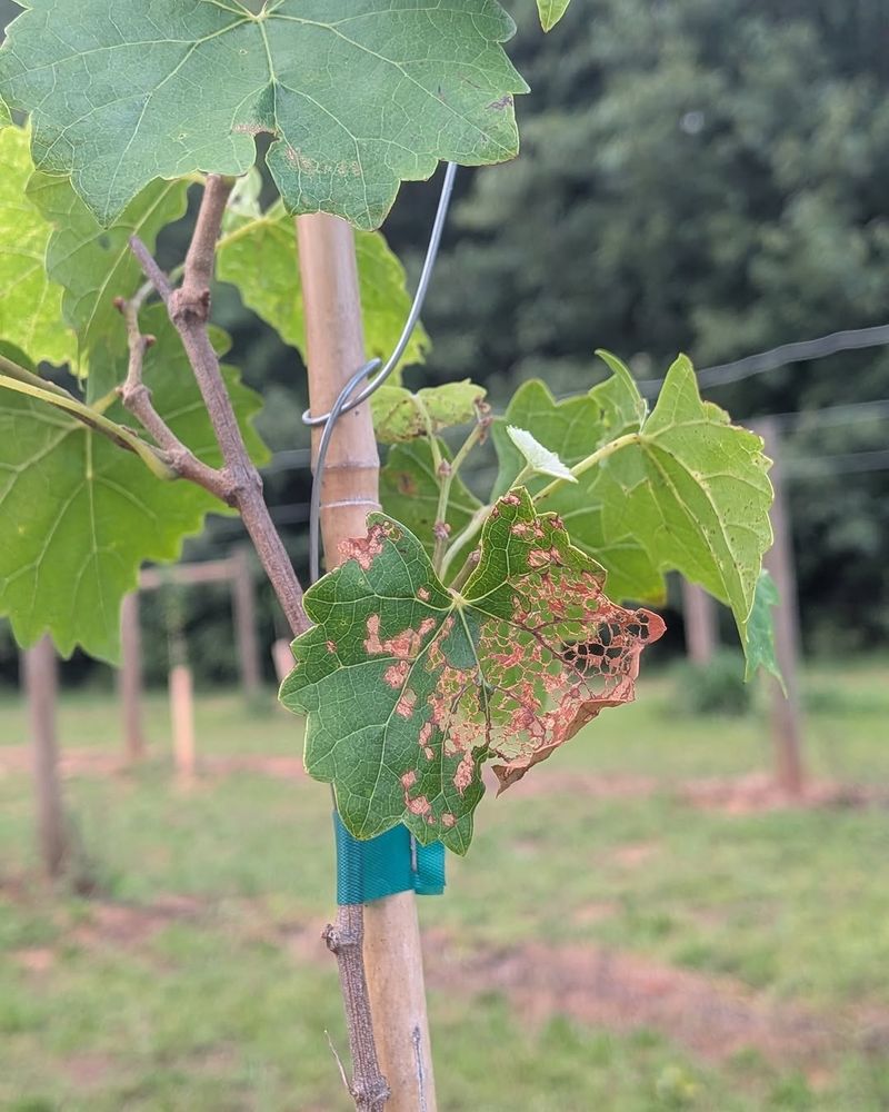 Monitoring Pests Early Protects Young Grape Clusters