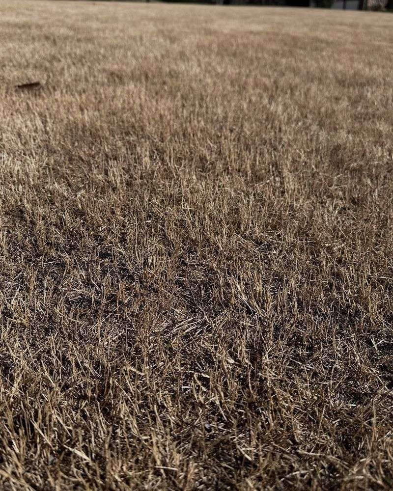 Stop Fertilizing By Early Fall Before Growth Slows Down