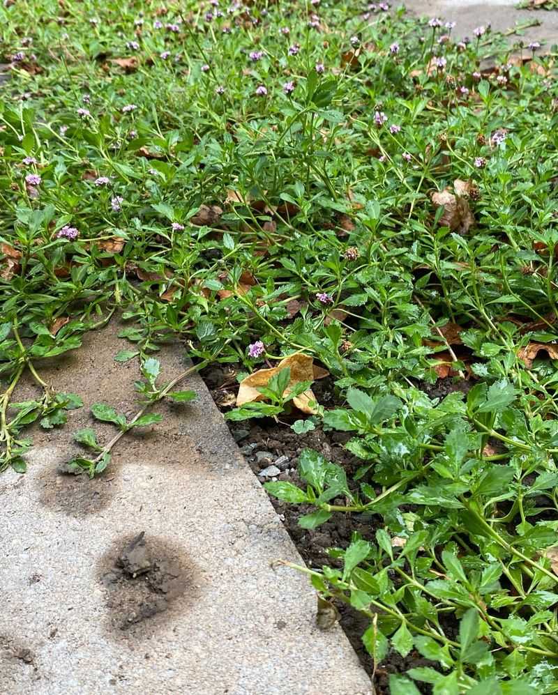 Use Low-Water Groundcovers To Cover Bare Soil