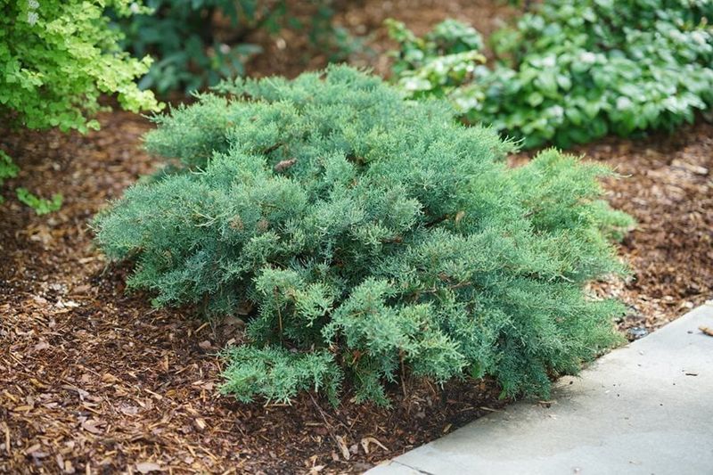 Common Juniper Is Usually Left Alone