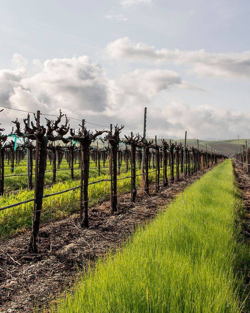 Established Vines Bounce Back In Future Seasons