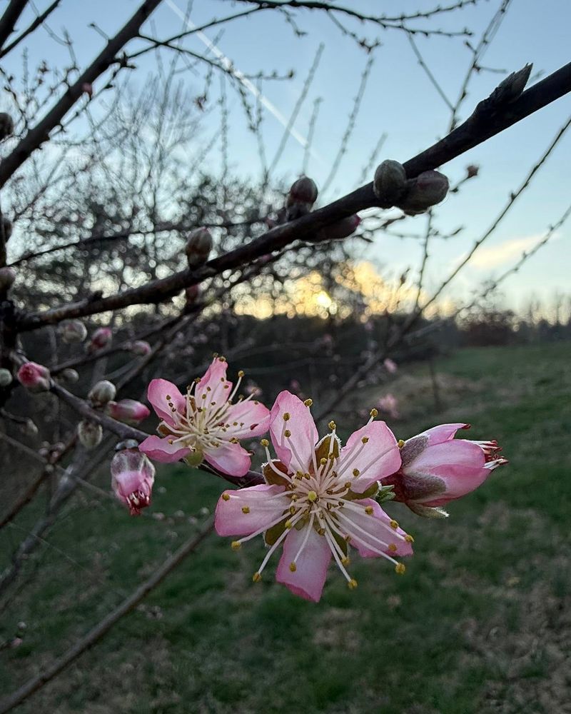 Fruit May Form But Drop Early