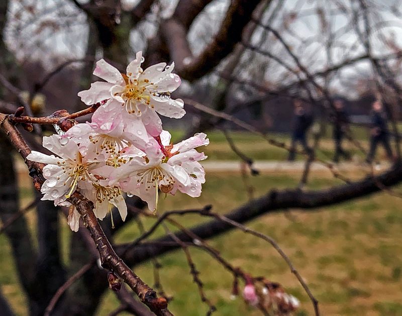 The Trees Themselves Usually Stay Healthy