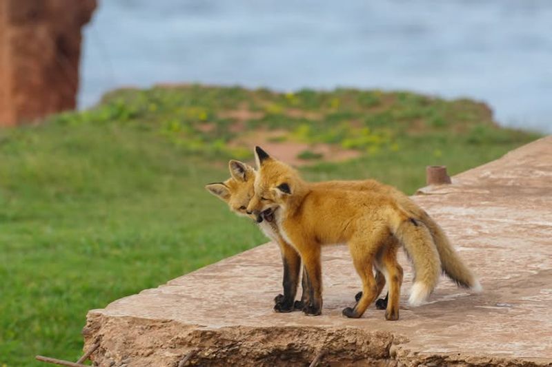 Foxes Are Generally Not A Threat To People