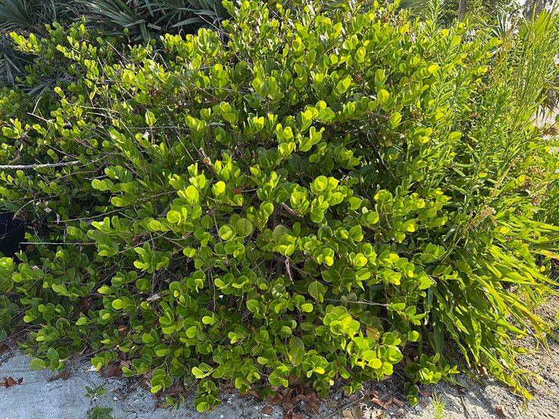Trade Nandina For Dense Green Cocoplum