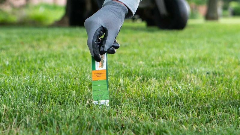 Mow Back Gradually Before The Yard Becomes A Mess