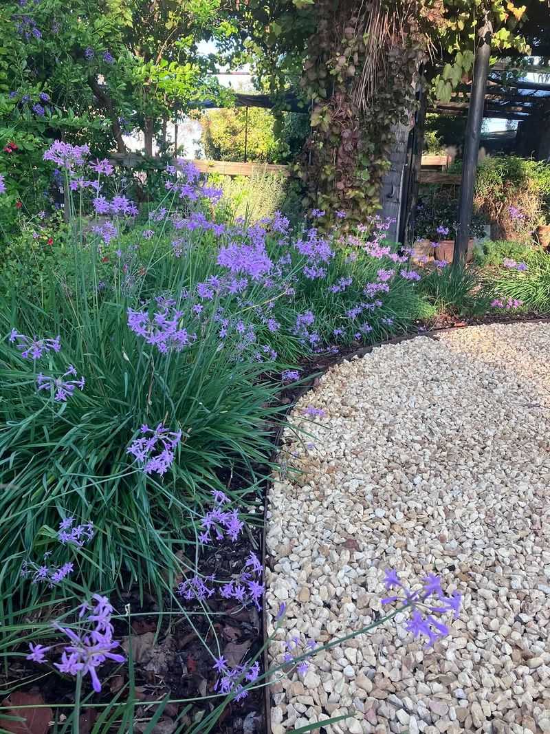 Divide Society Garlic For A Fuller Border