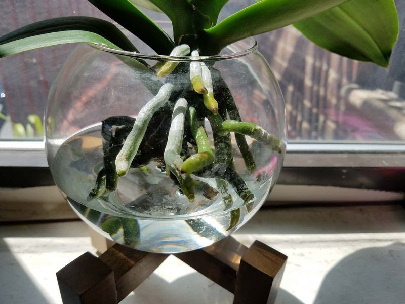 Keep Water Out Of The Crown