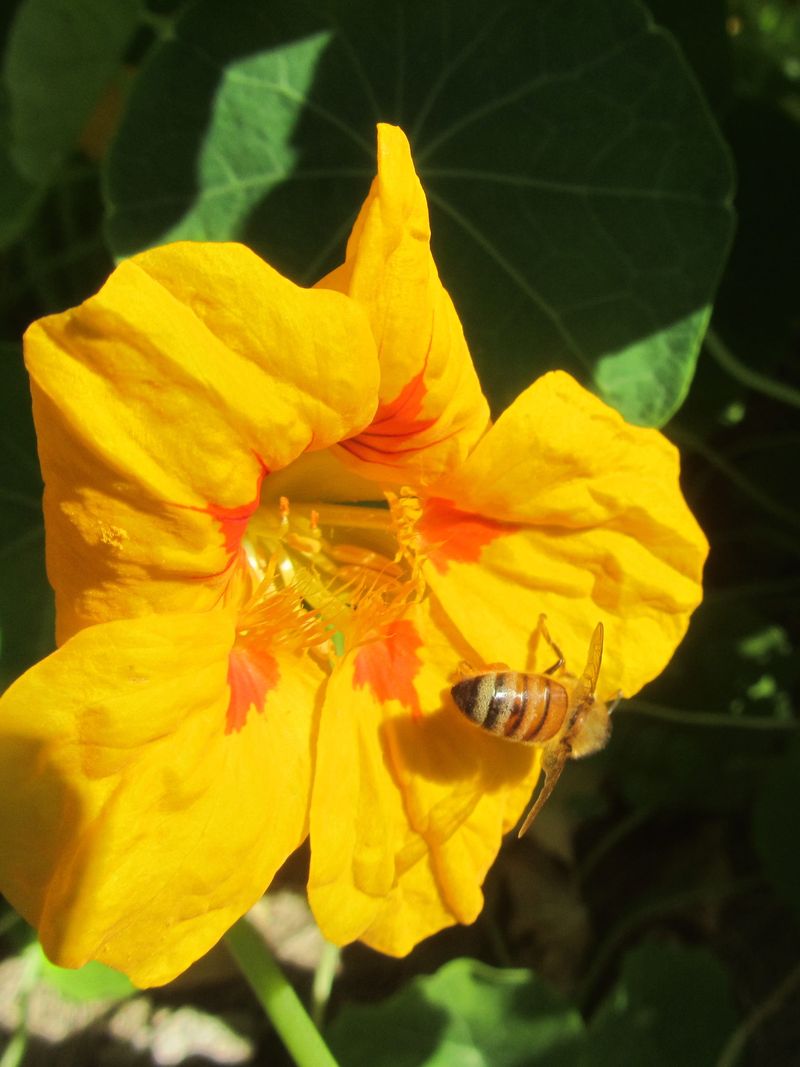 Support Beneficial Insects