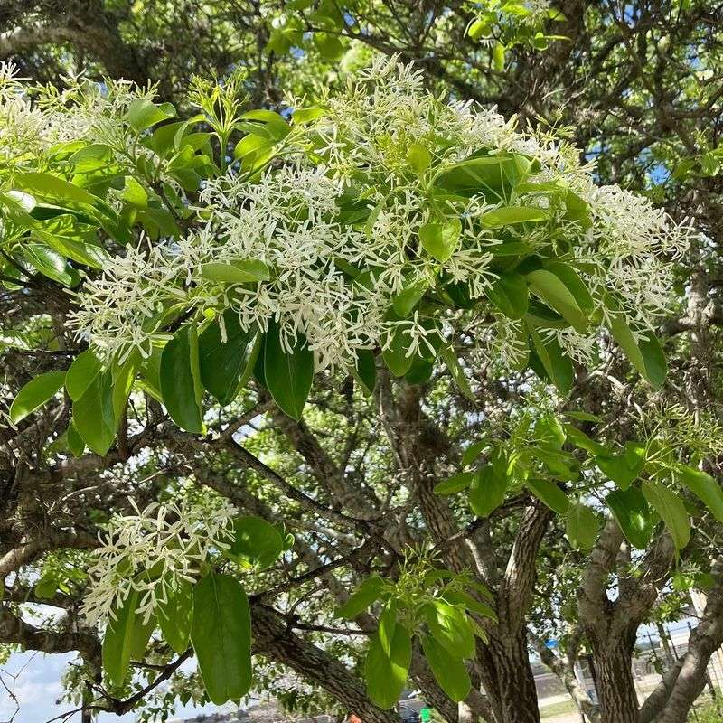 Fits Well In Both Small And Large Landscapes