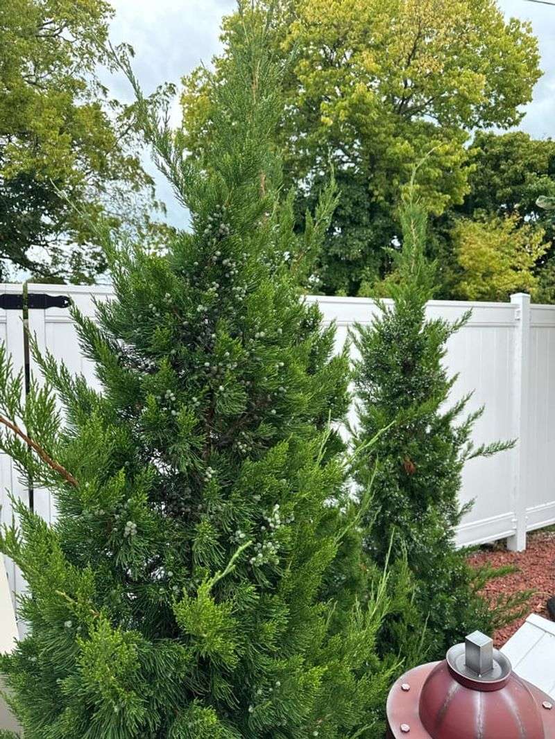 Mature Size And Spacing Considerations For Fence Plantings