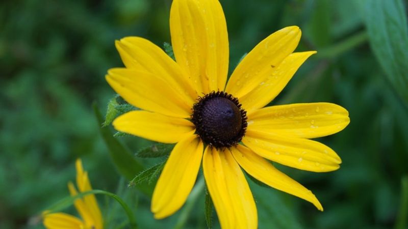 True Perennial Types Also Exist And Thrive In North Carolina