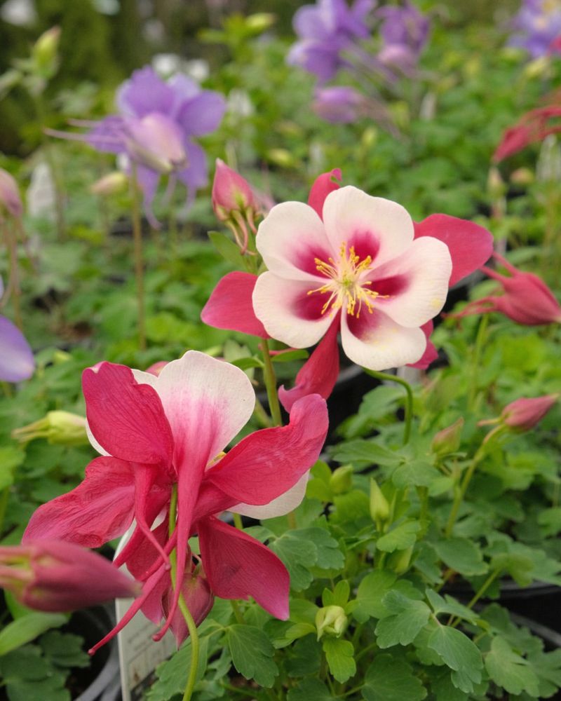 Adds A Soft, Natural Garden Look