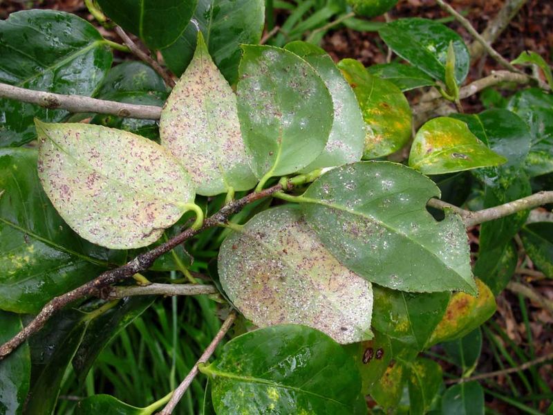 Open The Canopy To Prevent Pest Problems