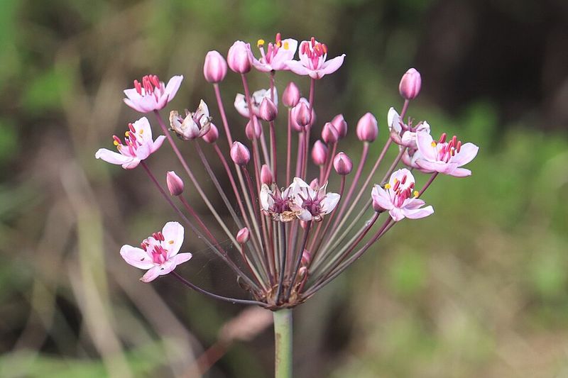 Flowering Rush Adds Showy Color Near Water