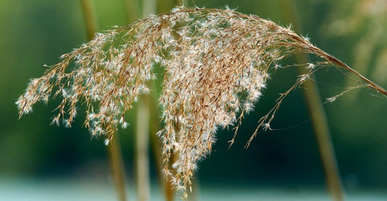 Restricted Plants Michigan Gardeners Should Check For Before Spring Planting