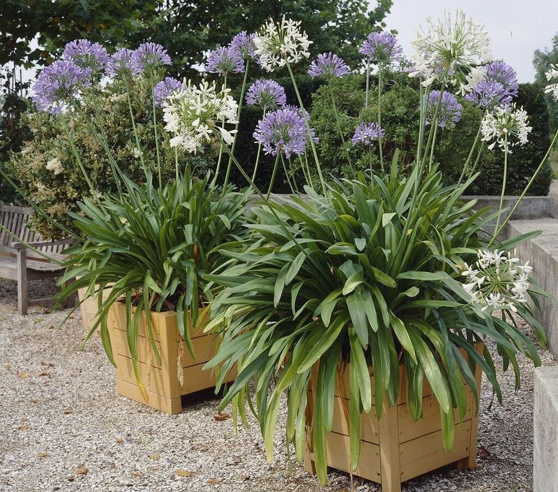 Split Agapanthus For Stronger Growth