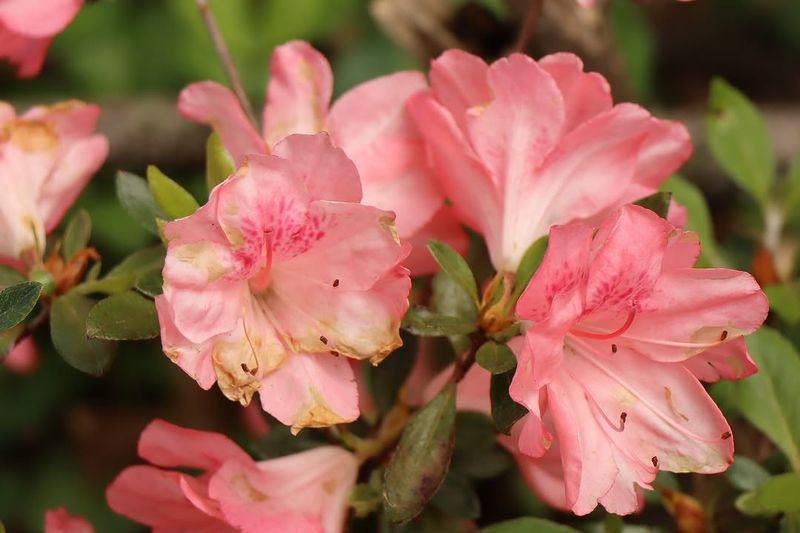 Azalea Blooms Better When You Prune At The Right Time