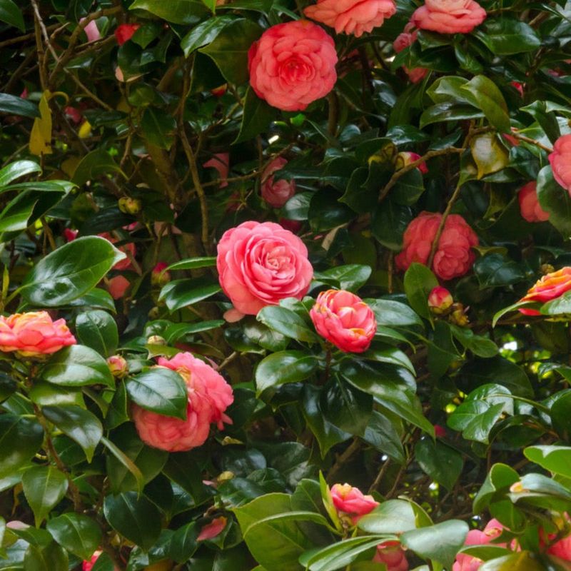 Camellia Adds Glossy Leaves And Seasonal Elegance