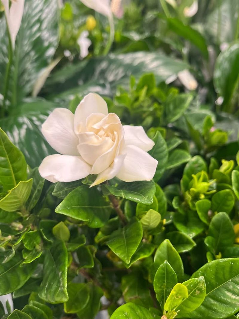 Gardenia (Gardenia jasminoides)