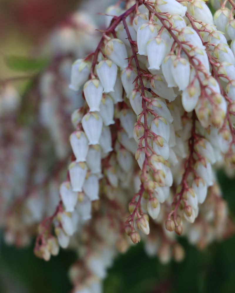 Pieris Japonica