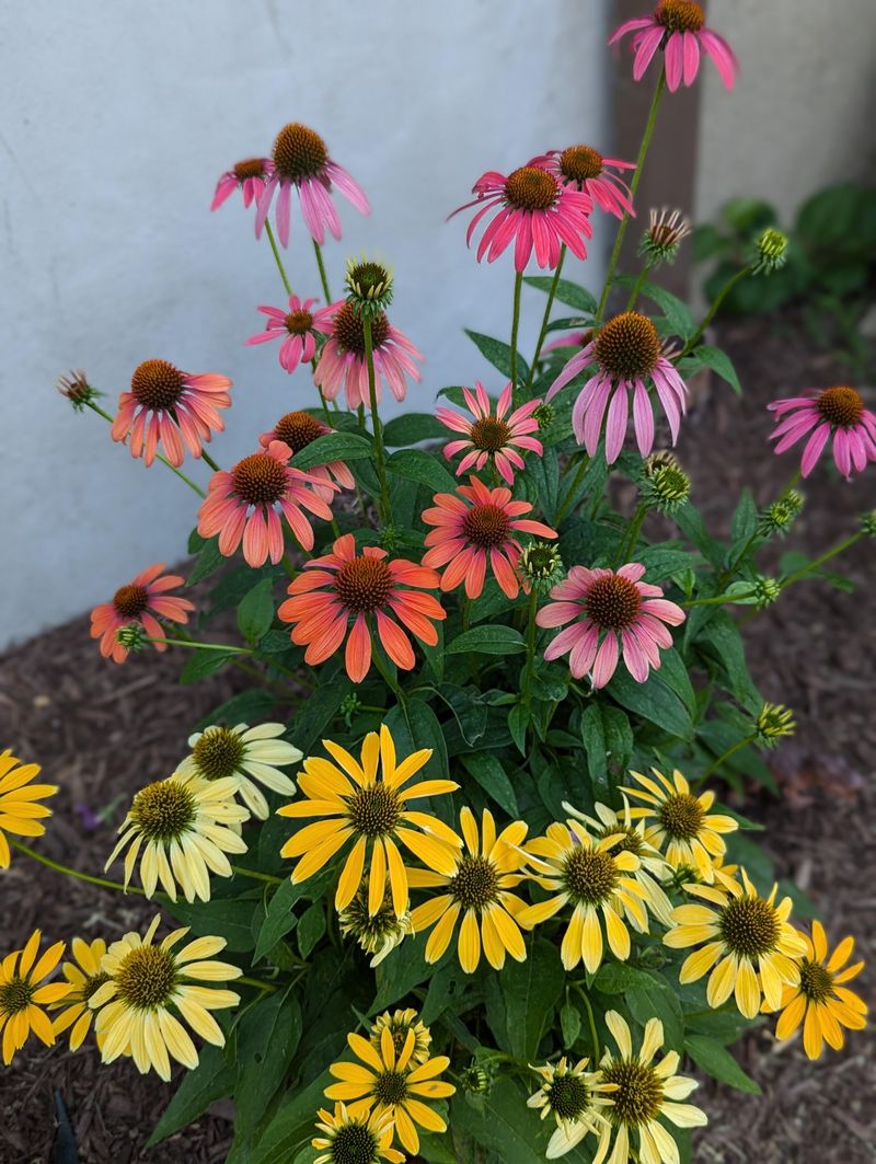 Coneflowers