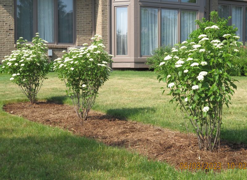 Arrowwood Viburnum Softens The View Beautifully