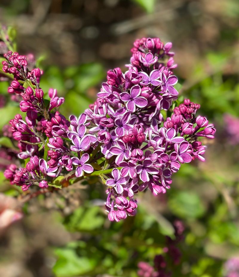 Lilacs
