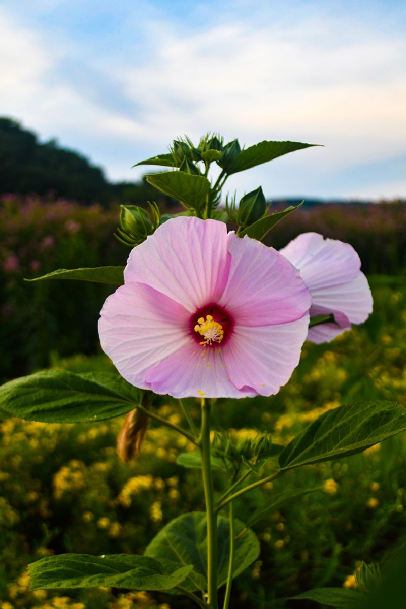 Swamp Rose Mallow Lights Up Michigan's Acidic Wet Edges