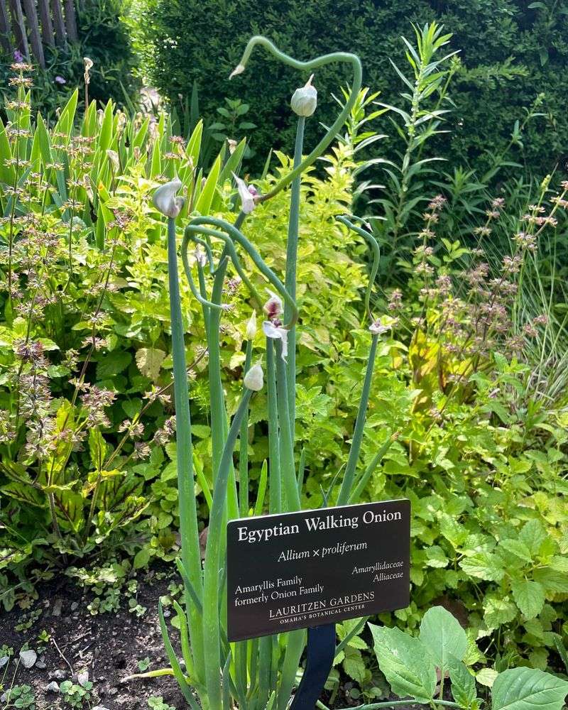 Walking Onion (Allium x proliferum)