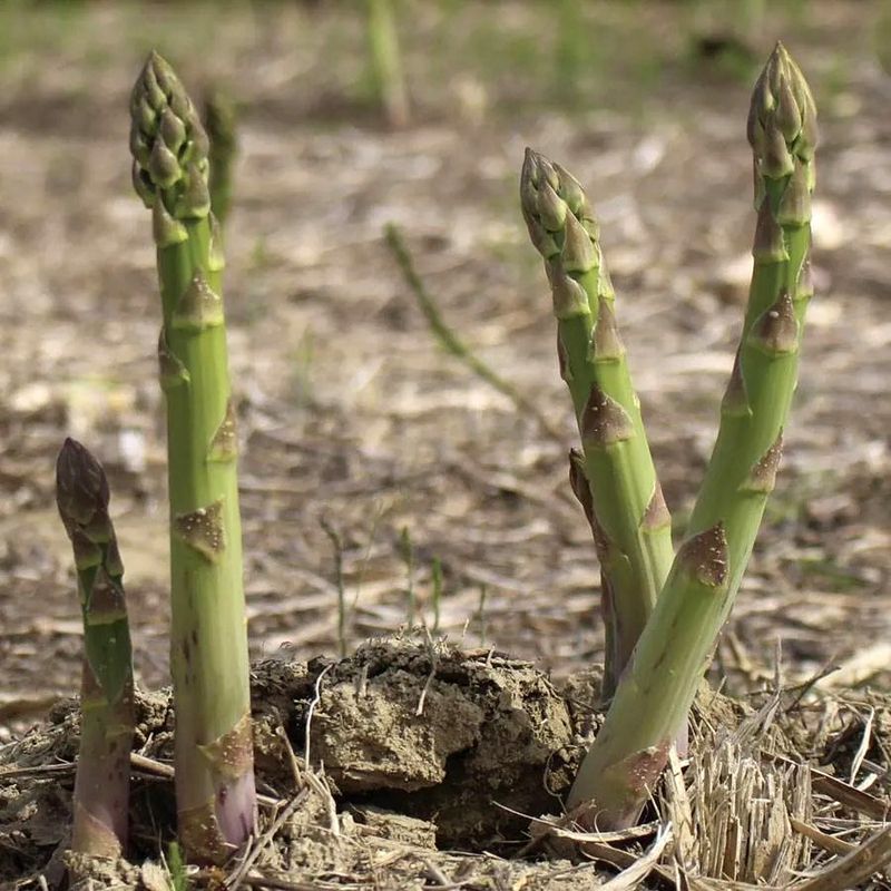 Asparagus Produces Spring Spears Year After Year