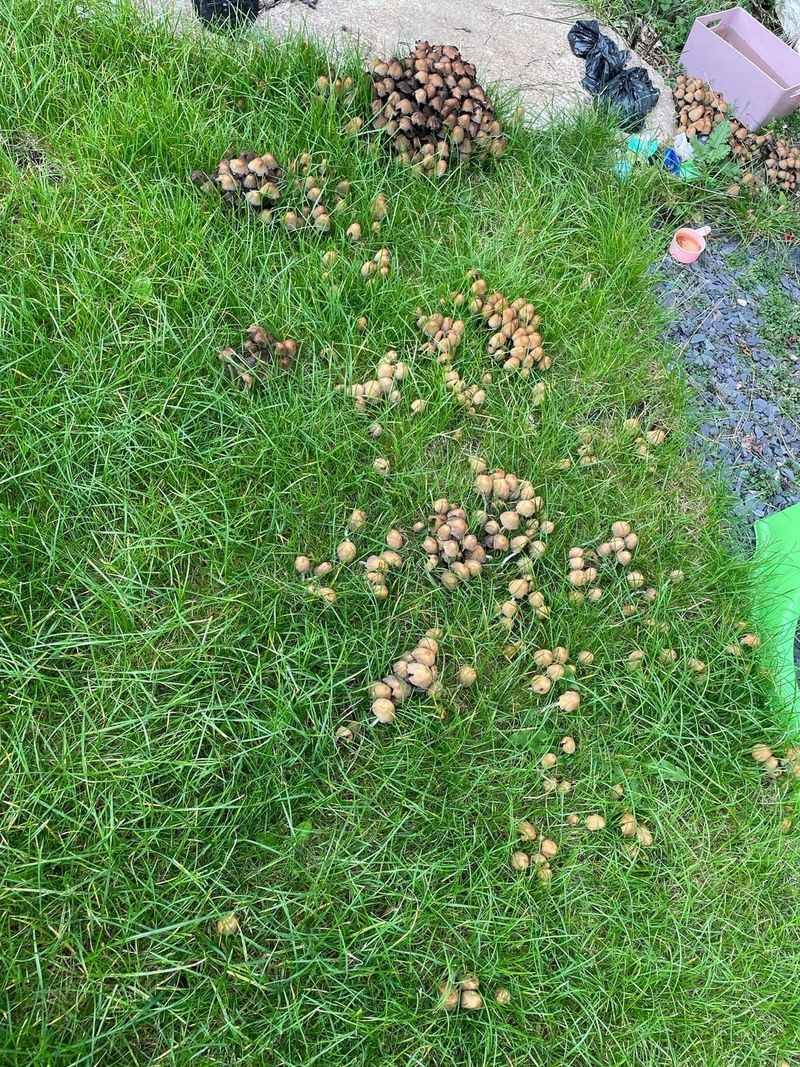 Improved Soil Structure