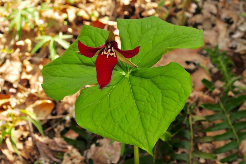 Damp Shady Spots Can Suit Red Trillium Well