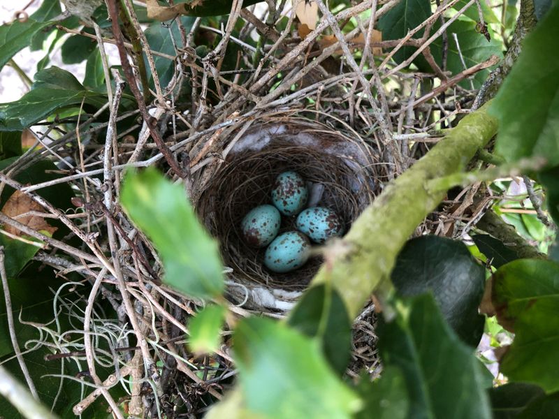 What To Do If You Find A Nest In Your Tree