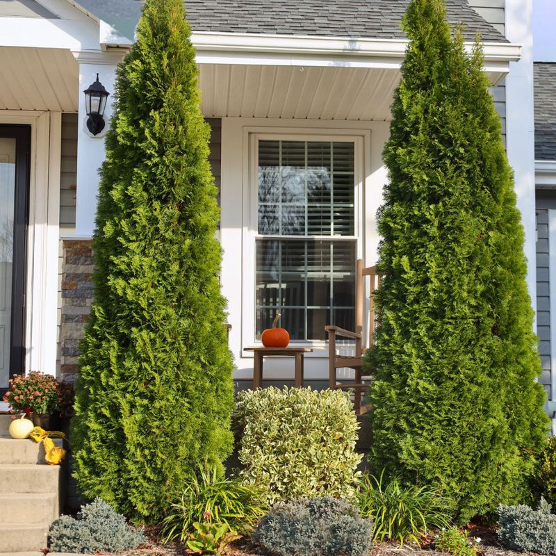 Arborvitae Outgrows Tight Foundation Spaces